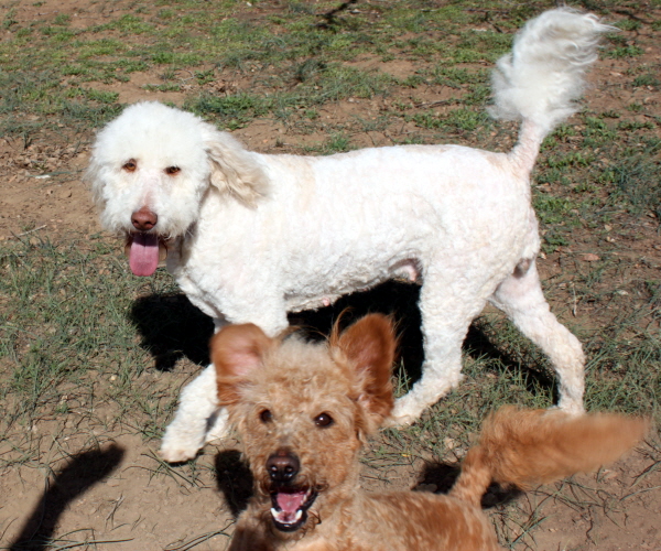 Labradoodle Breeder Los Angeles Puppies for Sale California