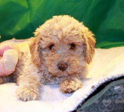 Labradoodle Puppies San Diego | Los Angeles Breeder